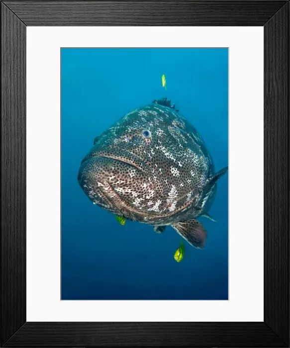 Framed Print : Potato Cod fish Framed Print : Potato Cod fish