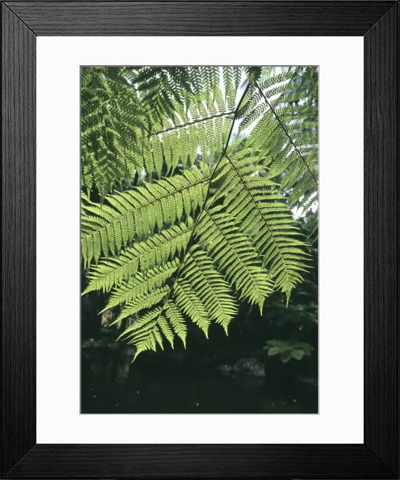 Framed Print : Fern Leaf. Hayman Island, Australia Framed Print : Fern Leaf. Hayman Island, Australia