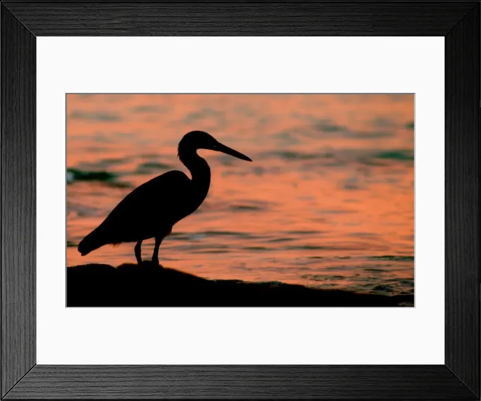Framed Print : Silhouette of heron on Great Barrier Reef Framed Print : Silhouette of heron on Great Barrier Reef