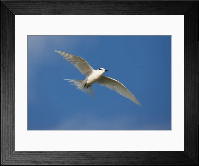 Framed Print : Black-napped Tern in flight