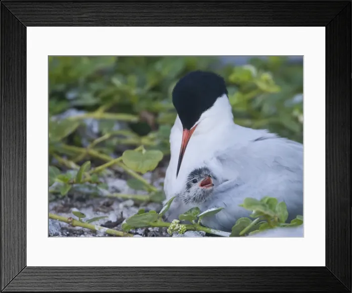Framed Print : Roseate Tern with baby under its wing Lady Elliot Framed Print : Roseate Tern with baby under its wing Lady Elliot
