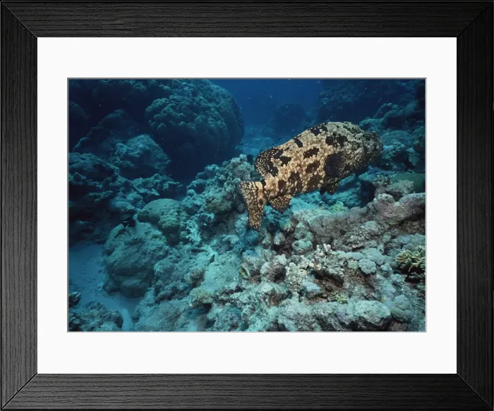 Framed Print : Fish