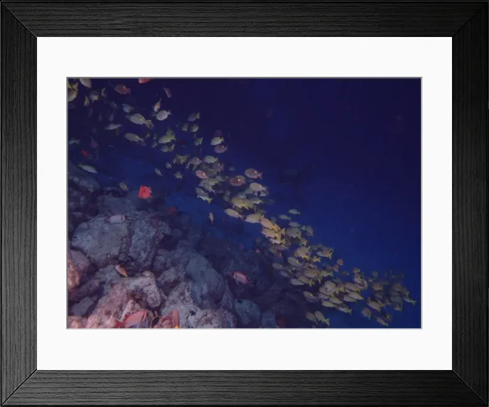 Framed Print : School of Fish Framed Print : School of Fish