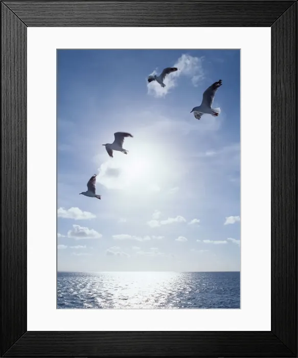 Framed Print : Seabird Framed Print : Seabird