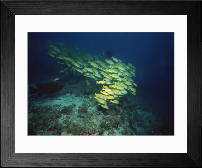 Framed Print : School of Fish Framed Print : School of Fish