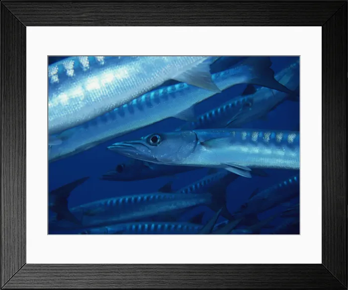 Framed Print : School of Fish