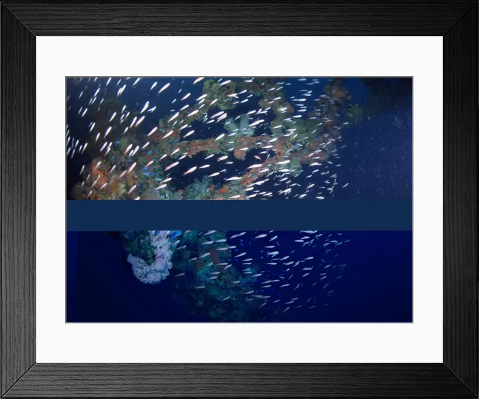 Framed Print : School of Fish Framed Print : School of Fish
