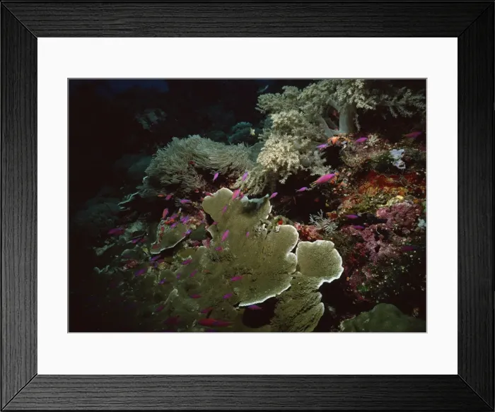Framed Print : Coral