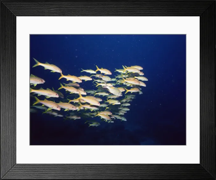 Framed Print : School of Fish