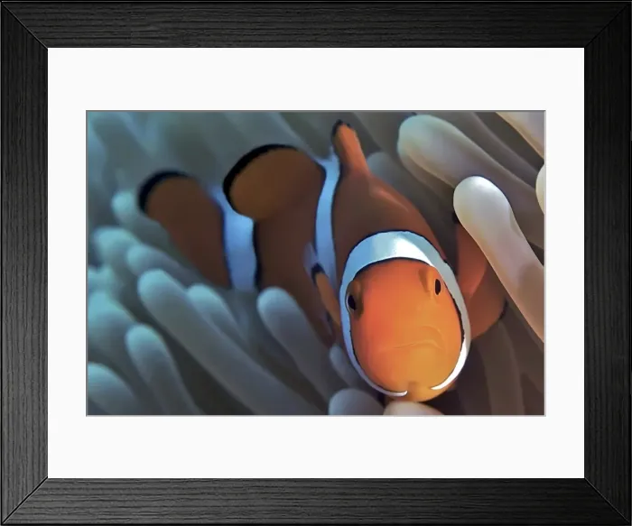 Framed Print : Clown Fish Portrait Framed Print : Clown Fish Portrait