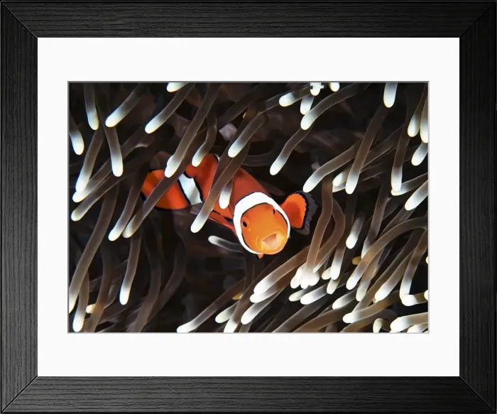 Framed Print : Clownfish. False clown fish in sea anemone, close up, underwater view Framed Print : Clownfish. False clown fish in sea anemone, close up, underwater view
