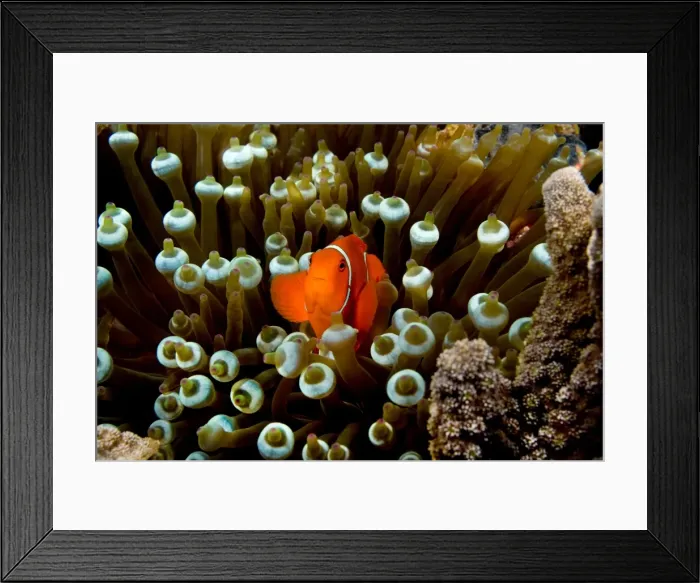 Framed Print : Spinecheek Anemonefish