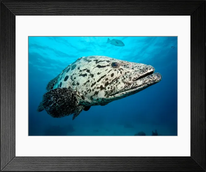 Framed Print : Potato Cod