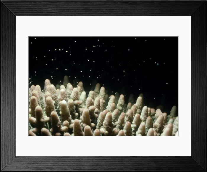 Framed Print : coral: acropora sp. spawning gt. barrier reef, australia Framed Print : coral: acropora sp. spawning gt. barrier reef, australia