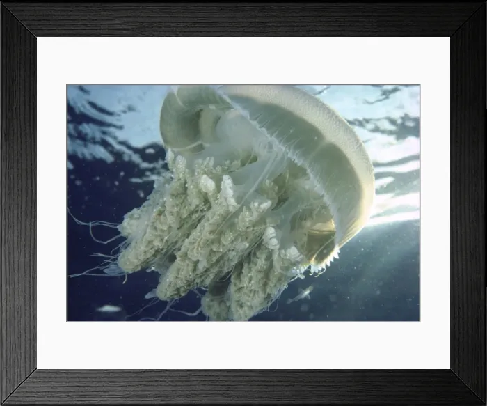 Framed Print : jellyfish gt barrier reef