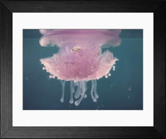 Framed Print : jellyfish rhizostoma sp. with commensal fish gt. barrier reef Framed Print : jellyfish rhizostoma sp. with commensal fish gt. barrier reef