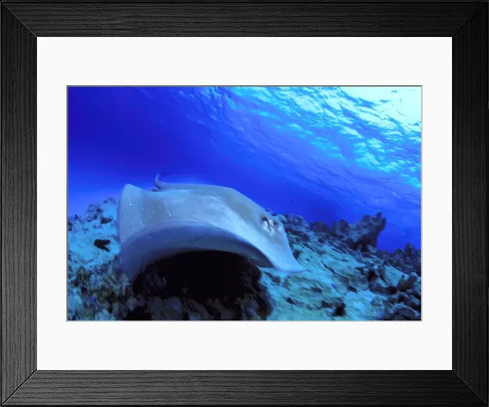 Framed Print : short tail stingray