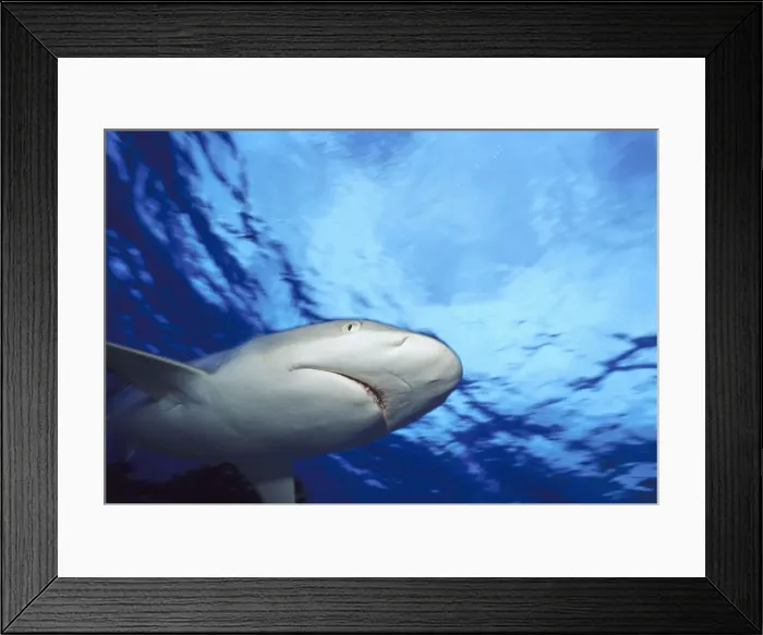Framed Print : gray reef shark Framed Print : gray reef shark