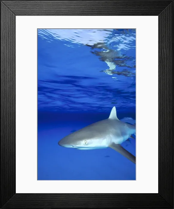Framed Print : grey reef shark Framed Print : grey reef shark