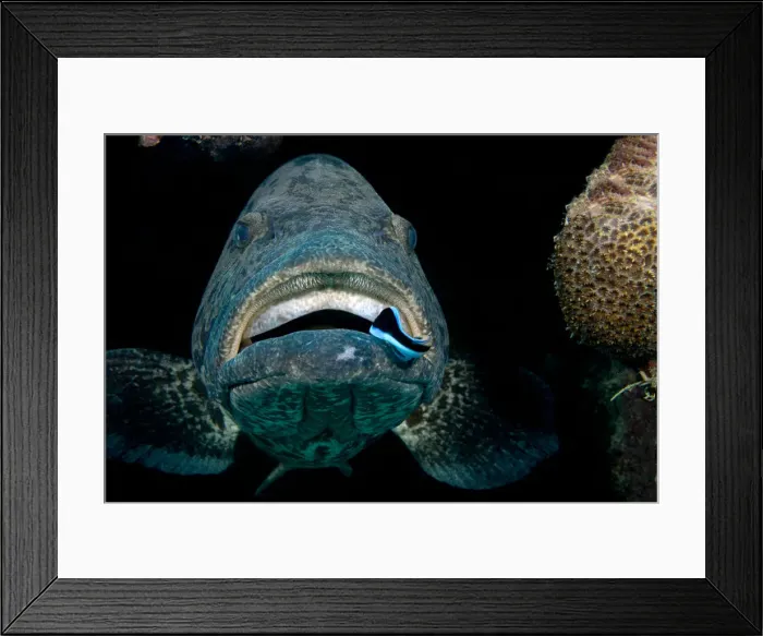 Framed Print : Potato Cod being cleaned Framed Print : Potato Cod being cleaned