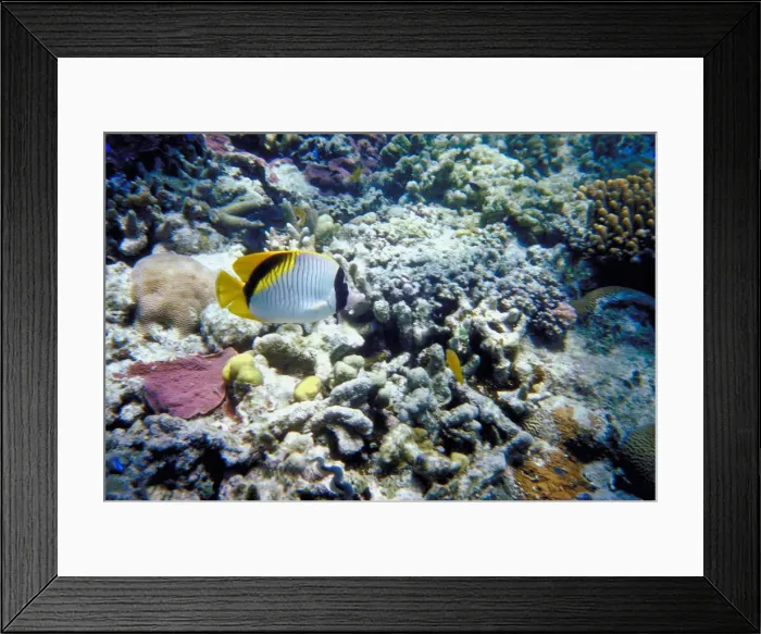 Framed Print : Great Barrier Reef, Queensland, Australia