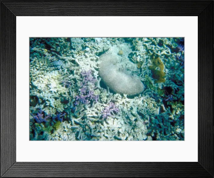 Framed Print : Coral, Great Barrier Reef, Queensland Framed Print : Coral, Great Barrier Reef, Queensland