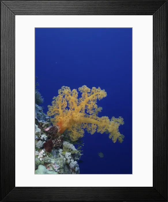 Framed Print : 24026801 Framed Print : 24026801