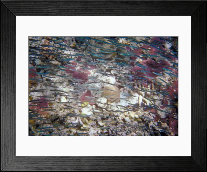 Framed Print : Great Barrier Reef, Queensland