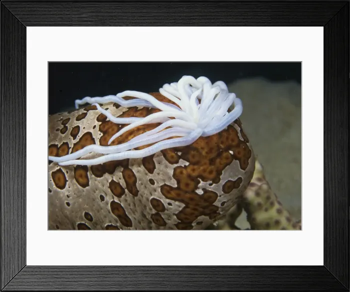 Framed Print : 24026802