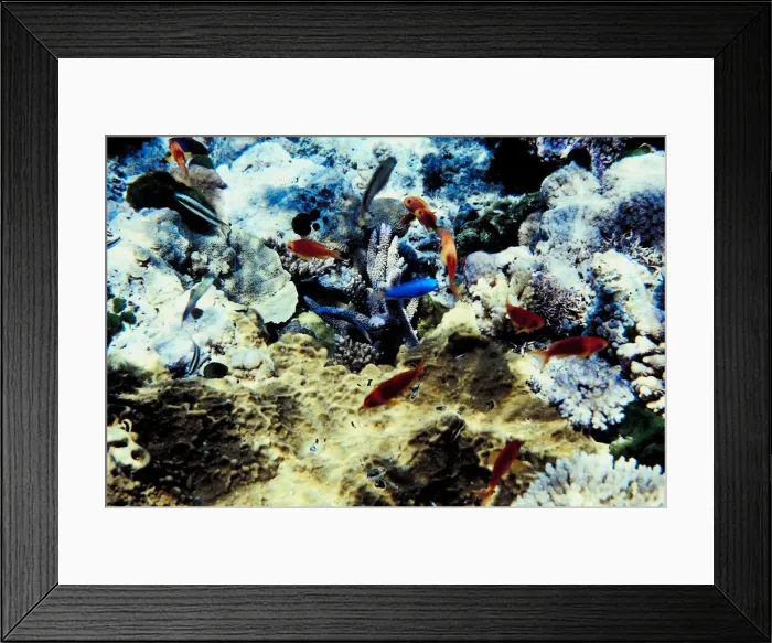 Framed Print : 23898099