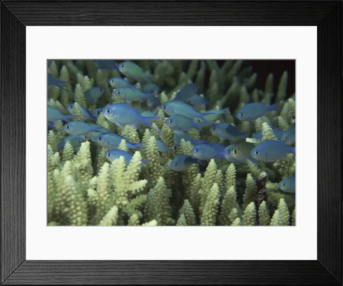 Framed Print : 24026797