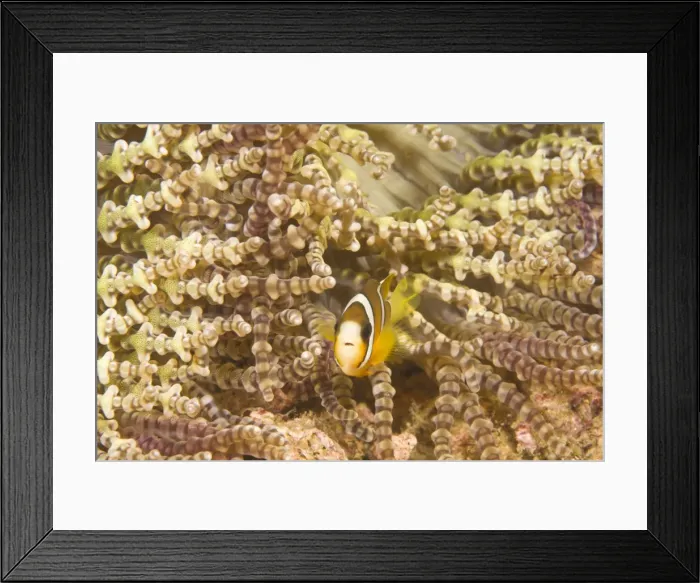 Framed Print : Juvenile Anemonefish Framed Print : Juvenile Anemonefish