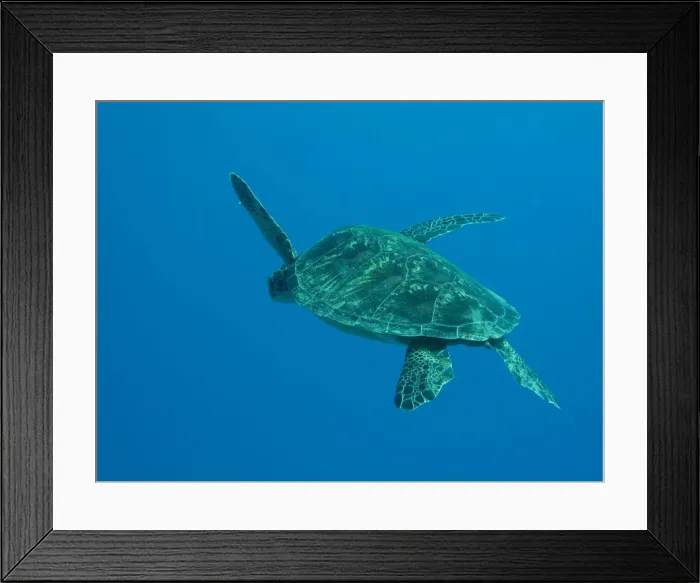 Framed Print : Lonely Turtle Framed Print : Lonely Turtle