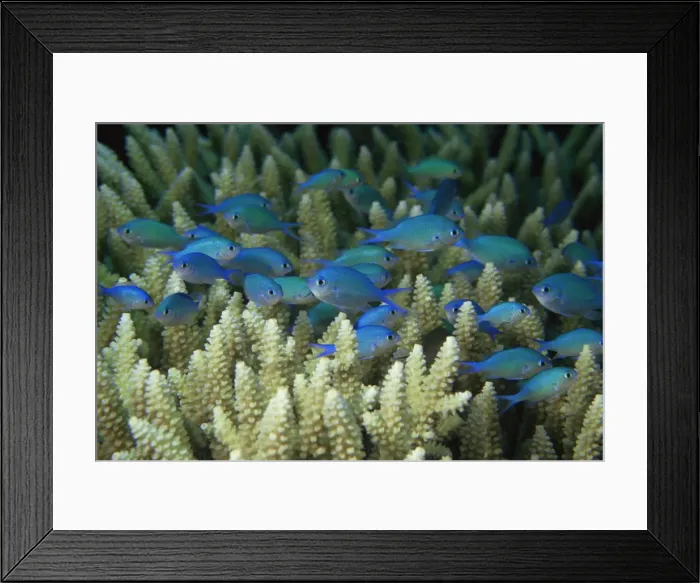 Framed Print : Blue-Green Chromis in coral thicket, Australia