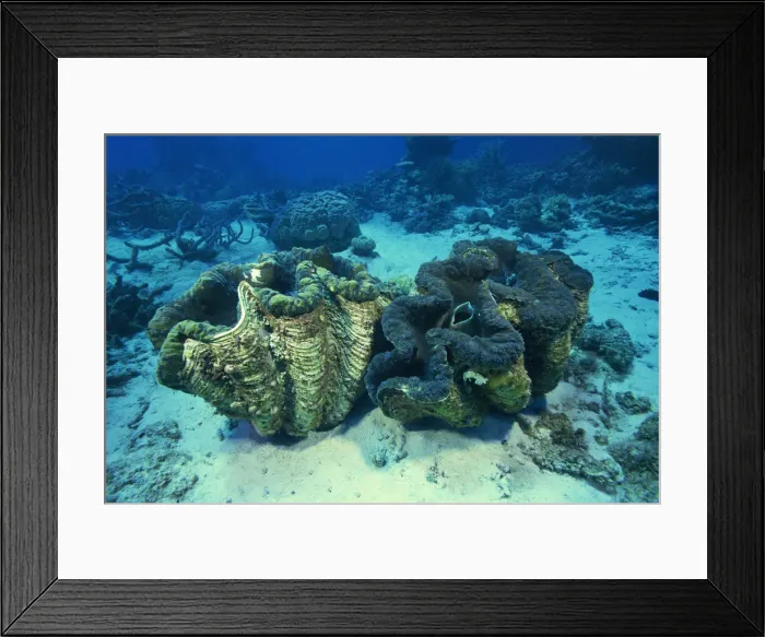 Framed Print : Giant Tridacna Clams underwater Framed Print : Giant Tridacna Clams underwater
