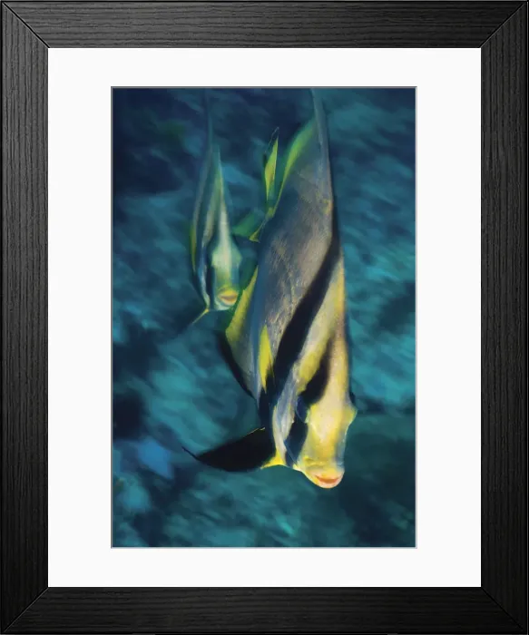 Framed Print : Pinnate Batfish (Platex pinnatus), elevated view Framed Print : Pinnate Batfish (Platex pinnatus), elevated view