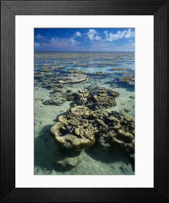 Framed Print : Coral reef starfish and clams in Great Barrier Reef Framed Print : Coral reef starfish and clams in Great Barrier Reef
