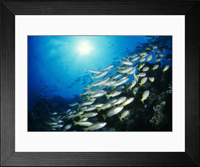 Framed Print : School of bigeye snapper (Lutjanus lutjanus), underwater view