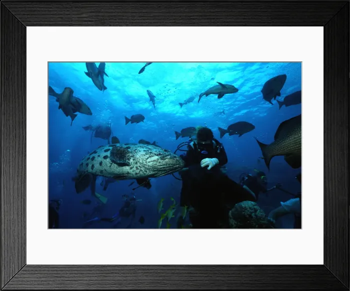 Framed Print : Potato Cod with Scuba Diver Framed Print : Potato Cod with Scuba Diver