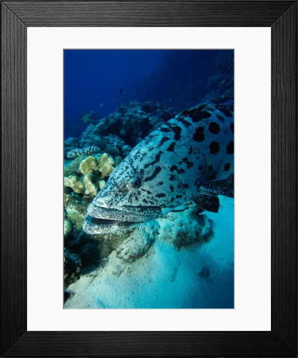 Framed Print : Grouper Close-Up