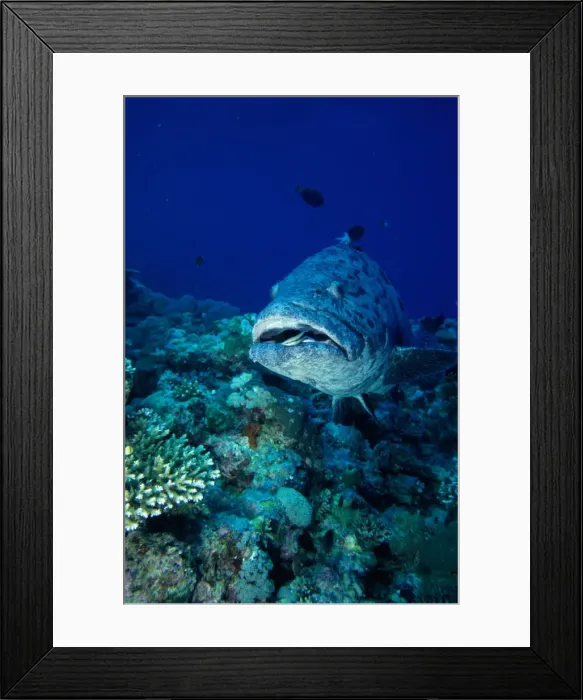 Framed Print : Grouper Close-Up Framed Print : Grouper Close-Up