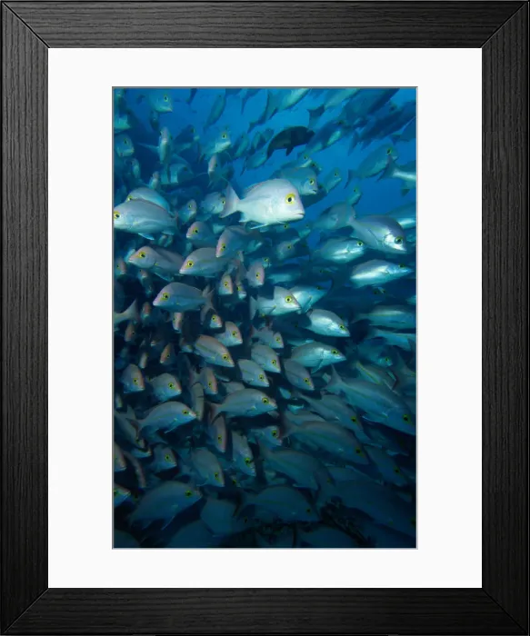 Framed Print : School of Hussar Emperor Fish Framed Print : School of Hussar Emperor Fish