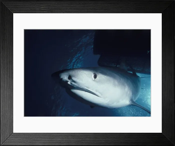 Framed Print : Tiger Shark Framed Print : Tiger Shark
