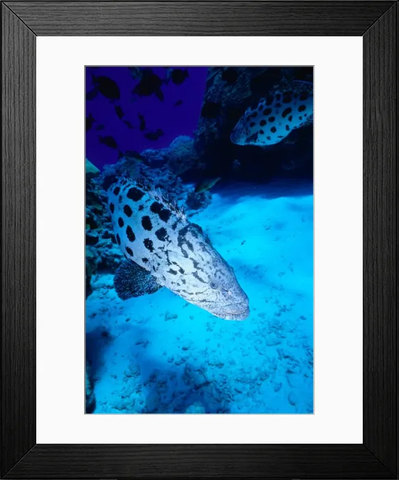 Framed Print : Potato Cod