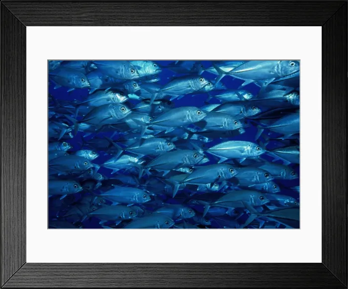 Framed Print : Shoal of bigeye trevallys, Great Barrier Reef, Queensland, Australia