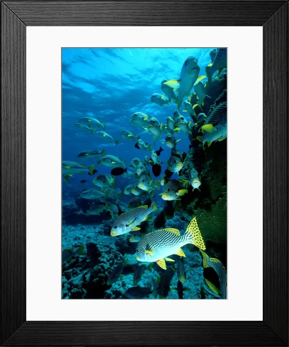 Framed Print : School of grunt fish