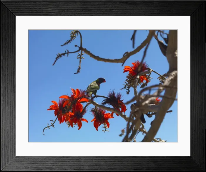 Framed Print : Hamilton Island Framed Print : Hamilton Island