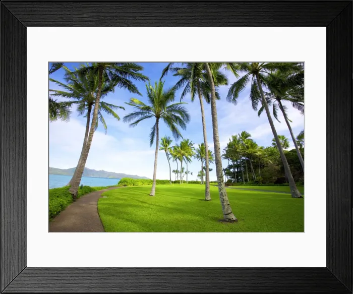 Framed Print : Tropical coconut trees on Hayman Island Framed Print : Tropical coconut trees on Hayman Island