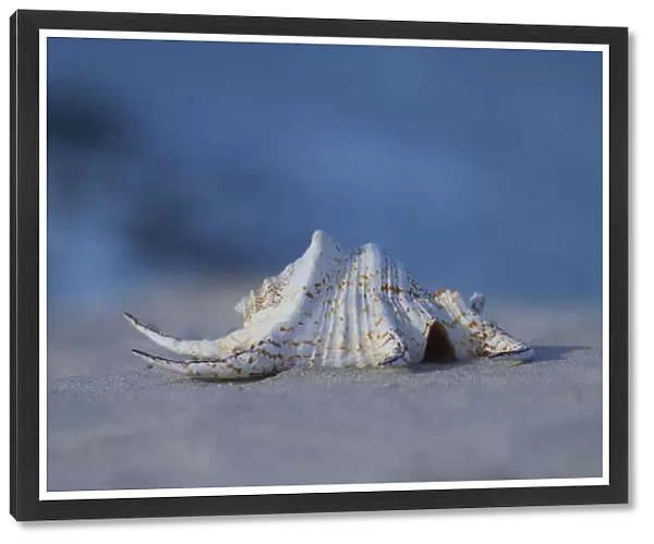 Large seashell on sand