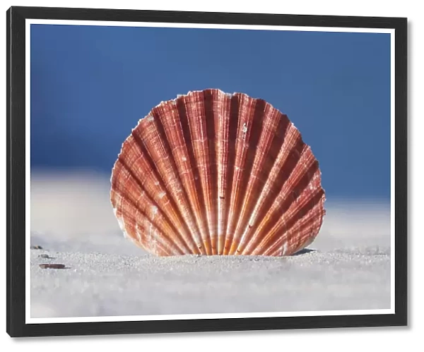 Seashell in sand with blue ocean background